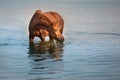 Horse drink in river