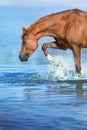 Horse drink in river