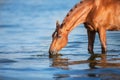 Horse drink water