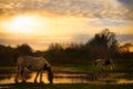 Horse Drinking From Lakeside At Sunset Royalty Free Stock Photo