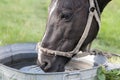 Horse drinking out of a water