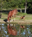 Horse drinking from pond Royalty Free Stock Photo