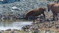 Horse drinking in a pond Royalty Free Stock Photo