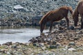 Horse drinking in a pond Royalty Free Stock Photo