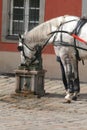 Horse drinking water