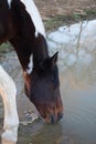 Horse Drinking Water Close Up Royalty Free Stock Photo