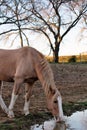 Horse Drinking Water Close Up Royalty Free Stock Photo