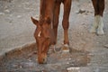 Horse drinking water