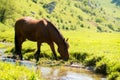 Horse drinking water near the river Royalty Free Stock Photo