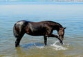 A horse drinking water in a pond in shallow water Royalty Free Stock Photo