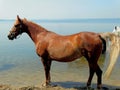 A horse drinking water in a pond in shallow water Royalty Free Stock Photo