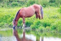 Horse drinking water from the river