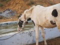Horse drinking water, tied by rope in indian village rural area Royalty Free Stock Photo