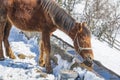 Horse drinking water from a trough on a cold winter day