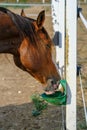 Horse drinks water from a special, automatic bowls for cattle or drinker on the farm Royalty Free Stock Photo