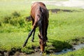 Horse drinks water from a stream Royalty Free Stock Photo