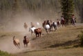 Horse Drive with Two Cowgirls Royalty Free Stock Photo