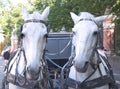 Horse-driven carriage Royalty Free Stock Photo
