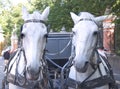 Horse-driven carriage