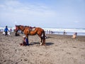 Horse driver waiting for passengers on the beach