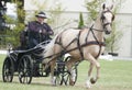 horse driving competition dressage