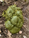 Horse dung close-up for background, detailed, on the dirt horseback trails through trees on the Yellow Fork and Rose Canyon Trails