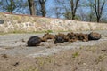 Horse dung on a cobblestone street Royalty Free Stock Photo