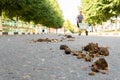 Horse dung dirty manure excrement animal organic asphalt road, for brown agriculture from outdoors for muck space