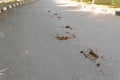 Horse dung excrement dirty manure animal organic pile smell, from brown farm in country from closeup texture, metaphor Royalty Free Stock Photo