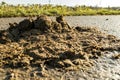 Horse dung flattened on the road Royalty Free Stock Photo