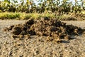 Horse dung flattened on the road Royalty Free Stock Photo