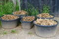 horse dung, manure, horse apples, in large bucket into scoop, shovel, agricultural, natural fertilizer for farms concept, food Royalty Free Stock Photo