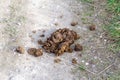 Horse dung or manure which has been left on a path Royalty Free Stock Photo