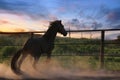 Horse in the dust