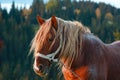 Horse and early morning autumn Carpathian mountain slope, Ukraine. Royalty Free Stock Photo