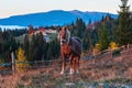 Horse and early morning autumn Carpathian mountain village, Ukraine. Royalty Free Stock Photo