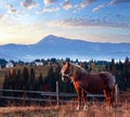 Horse and early morning autumn Carpathian mountain village, Ukraine Royalty Free Stock Photo