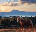 Horse and early morning autumn Carpathian mountain village, Ukraine Royalty Free Stock Photo
