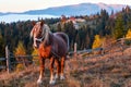 Horse and early morning autumn Carpathian mountain village, Ukra Royalty Free Stock Photo