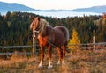 Horse and early morning autumn Carpathian mountain village, Ukraine. Royalty Free Stock Photo