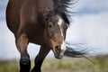 Horse with ears pinned back