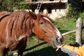 Horse eating Royalty Free Stock Photo