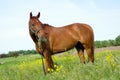 Horse eating alfalfa