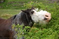 Horse eating a bush Royalty Free Stock Photo