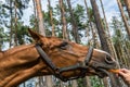 Horse eating carrot in a forest.. Royalty Free Stock Photo