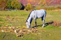 Horse eating dry corn plant