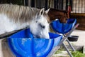 Horse eating feed out of a rubber pan