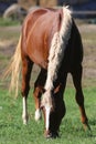 Horse eating fresh green grass on the meadow summertime