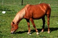 Horse eating grass Royalty Free Stock Photo