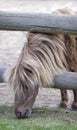 Horse Eating Grass Royalty Free Stock Photo